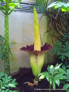 Titanwurzblüte Hannover Herrenhausen 2014