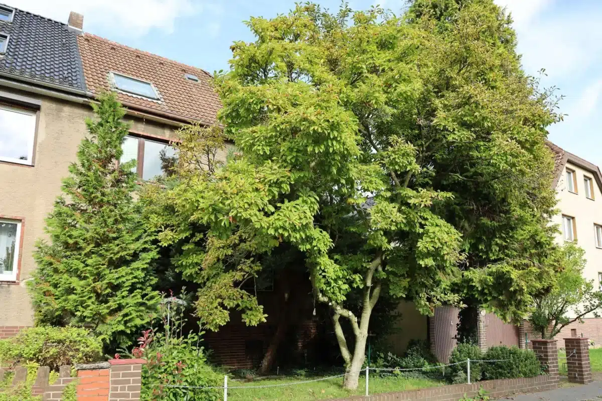 Hausansicht mit Magnolie, von